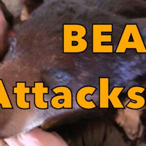 bear attacks!