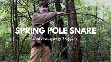Principles of Trapping and the Spring Pole Snare