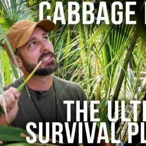 The Incredible Cabbage Palm | ON Three