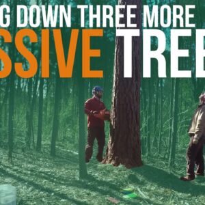 Cutting Down More Big Trees | Forest to Farm