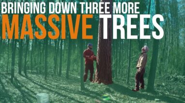 Cutting Down More Big Trees | Forest to Farm