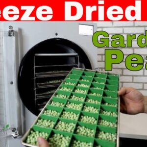 Freeze Dried Garden Peas -- Freeze Dry Your Vegetables!