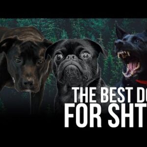 What's the Best Dog Breed for SHTF? | Bear Independent