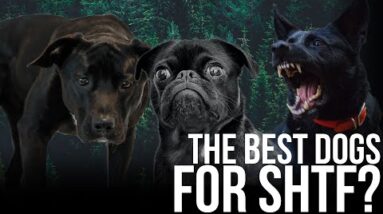 What's the Best Dog Breed for SHTF? | Bear Independent