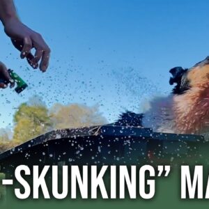 How To Wash Skunk Smell Off Your Dog | ON Three