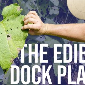 The Edible Dock Plant | ON Three