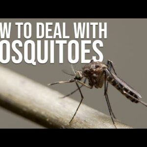 Dealing with Mosquitoes While Camping