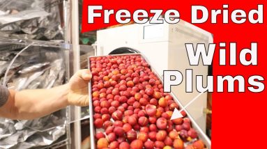 Freeze Dried Wild Plums -- From Tree to Long Term Food Storage