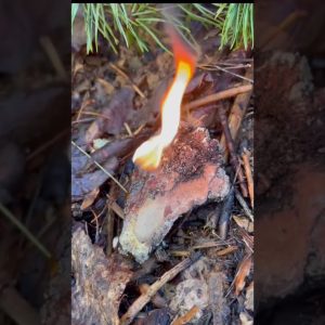 Burning Sap: How to Harness Nature's Secret Fire Starter!