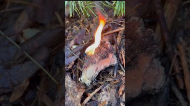 Burning Sap: How to Harness Nature's Secret Fire Starter!