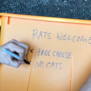 Eradicating Egg Stealing Rats! Homestead Life With Jason Salyer ON3