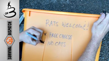 Eradicating Egg Stealing Rats! Homestead Life With Jason Salyer ON3
