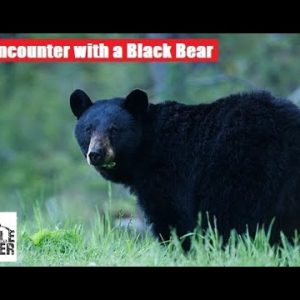 Surviving Encounters with Black Bears