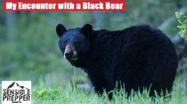 Surviving Encounters with Black Bears