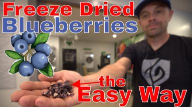 Freeze Drying Blueberries THE EASY WAY!