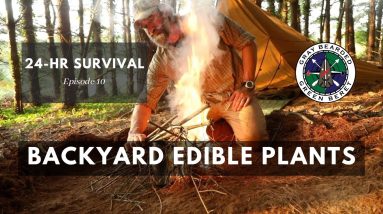 Easy to Identify Backyard Edibles for Survival (24 Hour Survival Ch. 10) | Gray Bearded Green Beret